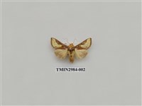 藏品(夜蛾400)的圖片